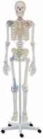  Schelet anatomic cu ligamente articulate.
